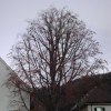 Baum